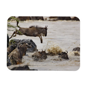 Gnu springt in de Mara-rivier Magneet