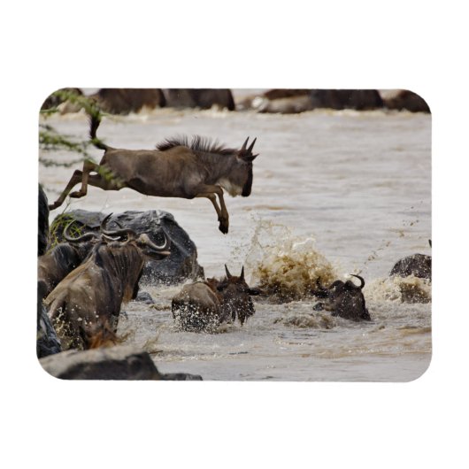 Gnu springt in de Mara-rivier Magneet (Horizontaal)