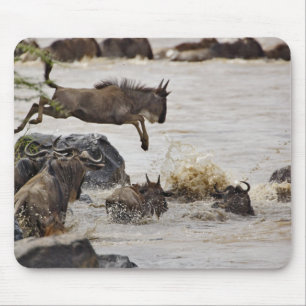 Gnu springt in de Mara-rivier Muismat