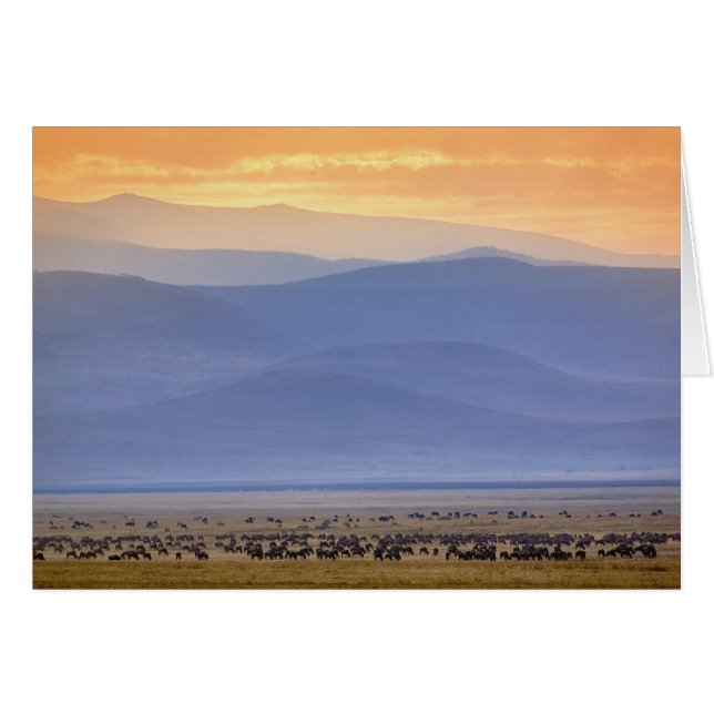 Gnu tijdens migratie, Connochaetes (Voorkant Horizontaal)