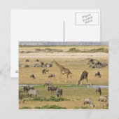Gnu's, zebra's en giraffen briefkaart (Voorkant / Achterkant)