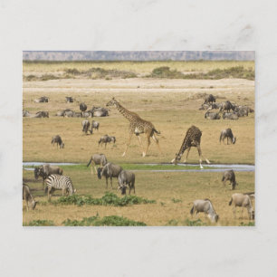 Gnu's, zebra's en giraffen briefkaart