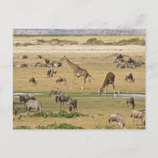 Gnu's, zebra's en giraffen briefkaart (Voorkant)
