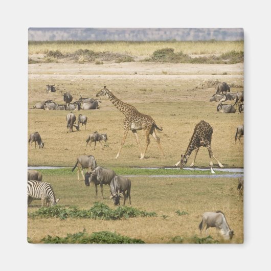 Gnu's, zebra's en giraffen magneet (Voorkant)