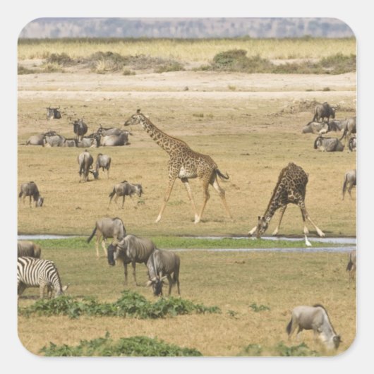 Gnu's, zebra's en giraffen vierkante sticker (Voorkant)