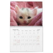 Go Cute ~ Go Kittens 2016-agenda Kalender (Feb 2026)