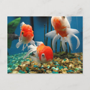 Go Fish Briefkaart