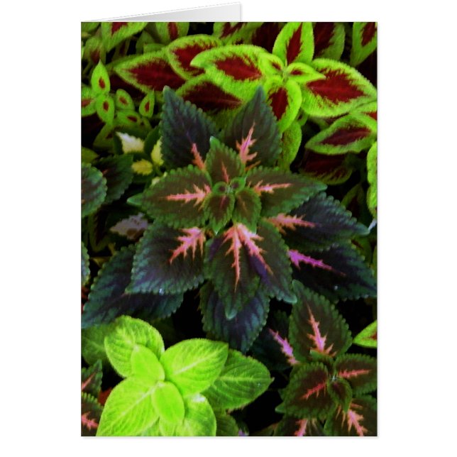 Go Green_ (Voorkant)