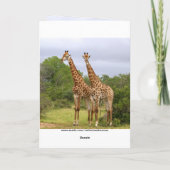 "Go Wild" Happy Birthday Giraffes Kaart (Achterkant)