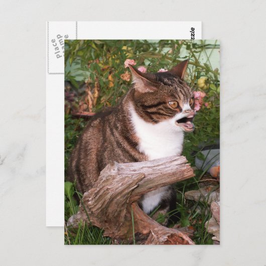 Goacat briefkaart (Voorkant / Achterkant)