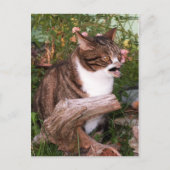 Goacat briefkaart (Voorkant)