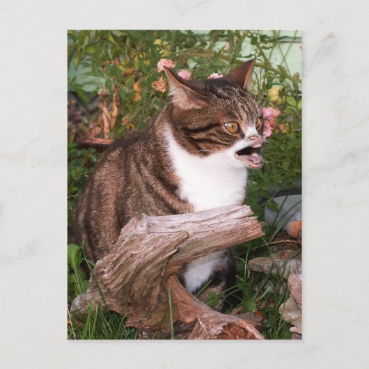 Goacat briefkaart (Voorkant)