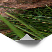 Goacat poster (Hoek)