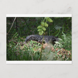 GOANNA EUNGELLA NATIONAL PARK QUEENSLAND AUSTRALIË BRIEFKAART