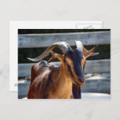 Goat Black Brown Horns Animal Foto Briefkaart (Voorkant / Achterkant)