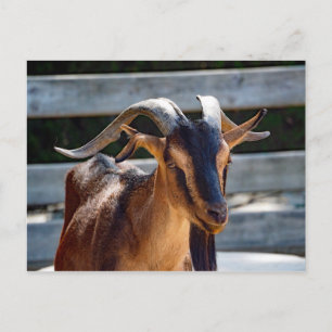 Goat Black Brown Horns Animal Foto Briefkaart