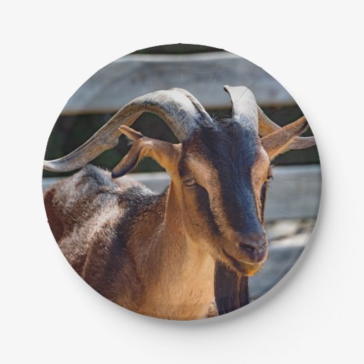 Goat Black Brown Horns Animal Foto Papieren Bordje (Voorkant)