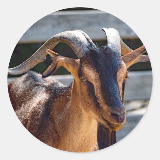 Goat Black Brown Horns Animal Foto Ronde Sticker (Voorkant)