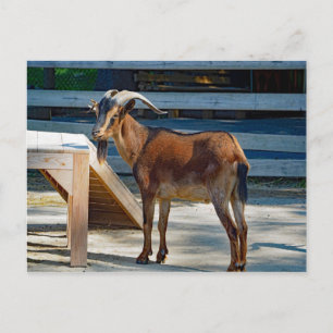 Goat Black Brown Horns Dierenprofiel Foto Briefkaart