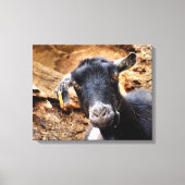 GOAT CANVAS AFDRUK (Voorkant)
