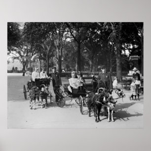 Goat Carriage Ride, begin jaren '00 Poster