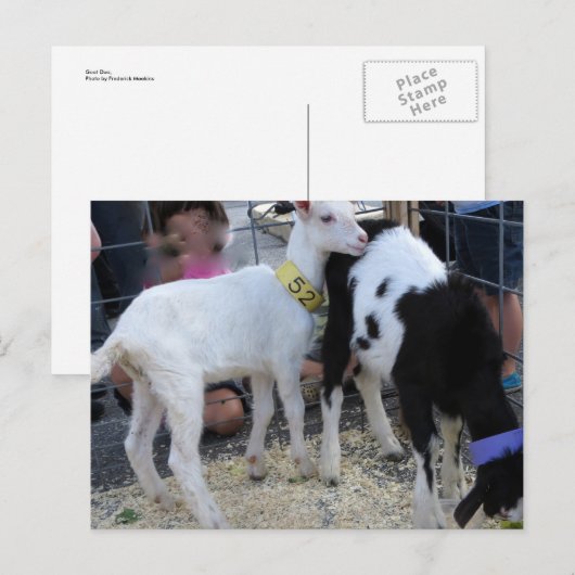 Goat Duo Briefkaart (Voorkant / Achterkant)