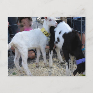 Goat Duo Briefkaart