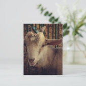 Goat Kid at the County Fair Briefkaart (Staand voorkant)