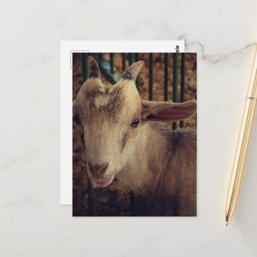 Goat Kid at the County Fair Briefkaart (Voorkant / Achterkant in situ)