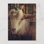 Goat Kid at the County Fair Briefkaart (Voorkant)