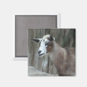Goat Magnet (Voorkant / Achterkant)