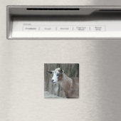Goat Magnet (Insitu (Vaatwasser))