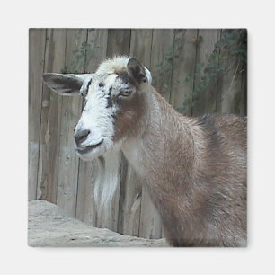 Goat Magnet