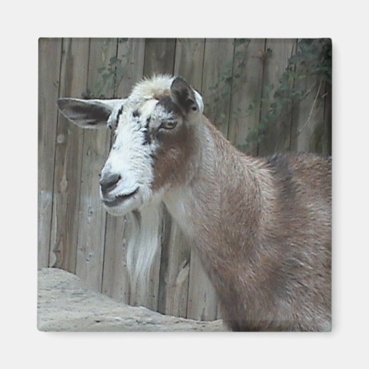 Goat Magnet (Voorkant)
