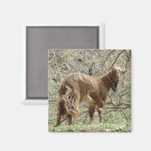 Goat Magnet (Voorkant / Achterkant)