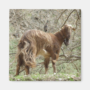 Goat Magnet