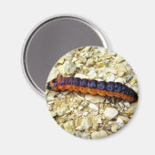 Goat Moth Caterstyle Magnet (Voorkant / Achterkant)