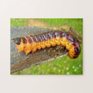 Goat Moth Caterstyle Photo Puzzle with Gift Box Legpuzzel