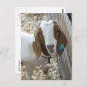 Goat Portrait Briefkaart (Voorkant / Achterkant)