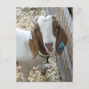 Goat Portrait Briefkaart