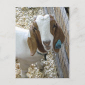 Goat Portrait Briefkaart (Voorkant)