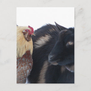 GOAT &ROOSTER-VRIENDEN IN SNEEUW BRIEFKAART