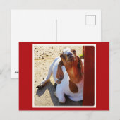 Goat Say's Cheese. Briefkaart (Voorkant / Achterkant)