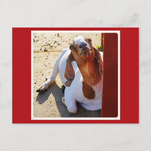 Goat Say's Cheese. Briefkaart