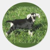 Goat Stickers set van 20 (Voorkant)