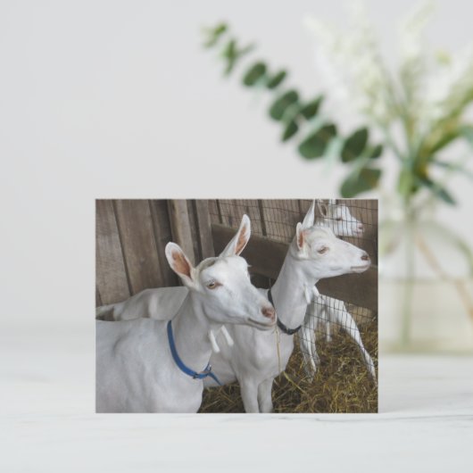 Goat Trio Briefkaart (Staand voorkant)