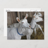 Goat Trio Briefkaart (Voorkant / Achterkant)