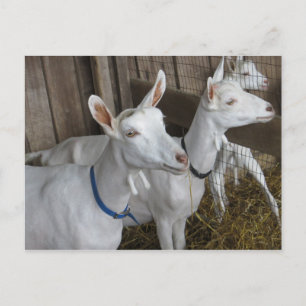 Goat Trio Briefkaart