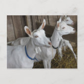 Goat Trio Briefkaart (Voorkant)