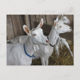 Goat Trio Briefkaart